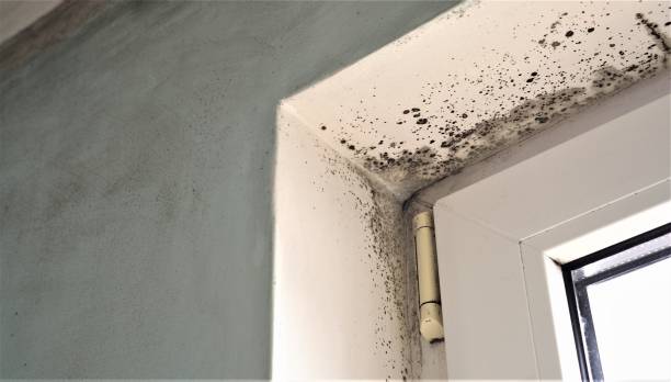 Mold Remediation for Vacation Homes